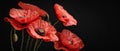 Symbolic Red Poppies On A Contrasting Black Background For Remembrance Day