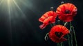 Symbolic red poppies stylized flowers on black background for remembrance and armistice days