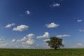 Symbolic tree of the pampa,