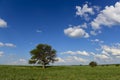 Symbolic tree of the pampa,