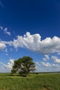 Symbolic tree of the pampa