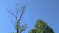 Symbolizing of Life and Death with Dead and Green Trees on blue sky background