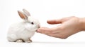 Symbolizing the pet\'s life, fingertips touch the rabbit.AI Generated