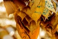 Symbols of Buddhism. South-Eastern Asia. Details of buddhist temple in Thailand.