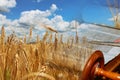 Symbols of jewish holiday Shavuot Torah and wheat field