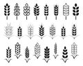 Symbols. for logo design Wheat. Agriculture, corn, barley, stalks, organic plants, bread, food, natural harvest, illustrati Royalty Free Stock Photo