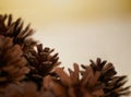 Symbols of the season. Closeup of some pine cones.