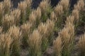 Symetric bushes of pennisetum