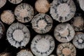 Logs from coniferous wood with stellar growi logs from coniferous wood with stellar growing black tree killing tree fungus