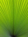 Tropical green leaf lines pattern background