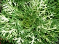 Symetrical Spiral Green Plant Royalty Free Stock Photo