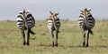 Symetrical Zebra in Kenya Royalty Free Stock Photo