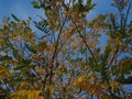 Artistic forms of yellow and green autumn leaves