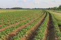 Rows with green potato plants in the dutch countryside Royalty Free Stock Photo