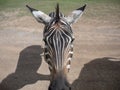 Symmetric close up zebra head. Black and white stripe pattern of zebra.