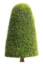 Symmetric cone shape trim topiary tree isolated on white background for English formal and artistic design garden