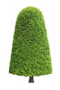 Symmetric cone shape trim topiary tree isolated on white background for English formal and artistic design garden with clipping pa