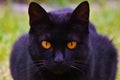 Symmetric face of a black cat with beautiful eyes. Centered.