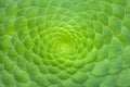 Symmetric green background of cactus succulent plants, close-up.