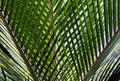 Symmetric pattens of palm tree leaf Royalty Free Stock Photo