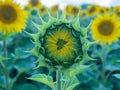 Symmetric sunflower bud, blue-green colors, close up