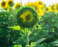Symmetric sunflower bud, blue-green colors, close up