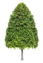 Symmetric triangular cone shape trim topiary tree isolated on white background for formal and artistic design garden