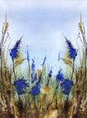 Symmetric watercolor background. Field grass. Stalks and ears of dry grass against. Bright blue flowers. Natural buffy-earth