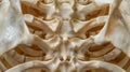 The symmetrical alignment of rib bones elegantly encasing and protecting vital .
