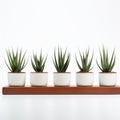 Symmetrical Arrangement Of Aloe Vera Plants In Ceramic Vases