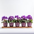 Symmetrical Arrangement Of Purple Violets In Wooden Pots On White Background
