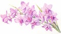 Pastel Orchid Watercolour Illustration With Yucca Tree