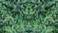 Symmetrical Banner of Green pine needles Background. Texture of European elfin Pine Royalty Free Stock Photo