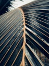 Symmetrical Coconut Leaves Veins with vintage tone