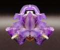 Symmetrical mauve lily