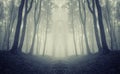 Symmetrical dark forest with fog Royalty Free Stock Photo