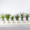 Symmetrical Display Of Air Plants In White Pots On A Shelf