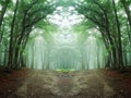 Symmetrical forest with green trees and road