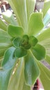 Symmetrical green flower closeup Royalty Free Stock Photo