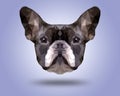 Symmetrical illustration of Boston terrier . Made in low poly triangular style