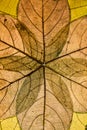 Symmetrical leaf pattern with detail of veins