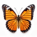 Symmetrical Monarch Butterfly: A Psychedelic Surrealism In Orange And Black