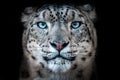 Symmetrical portrait of a snow leopards face