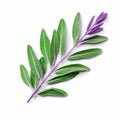 Symmetrical Purple And White Sage Leaf On White Background