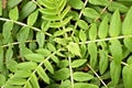 Radial leaves design with stems and symmetrical plant pattern.