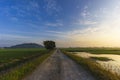 Symmetrical road in between paddy field