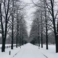 Trees lines a snow covered path creating a tunnel like perspectiv Royalty Free Stock Photo