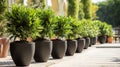 A symmetrical row of potted green plants on a sunny outdoor patio