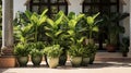 A symmetrical row of potted green plants on a sunny outdoor patio