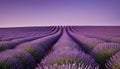 Symmetrical rows of blooming purple lavender plants under a deep purple twilight sky in a vast field Royalty Free Stock Photo